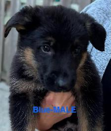 Beautiful Purebred German Shepherd Puppies for Sale! - Photo 4