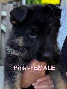 Beautiful Purebred German Shepherd Puppies for Sale! - Photo 5