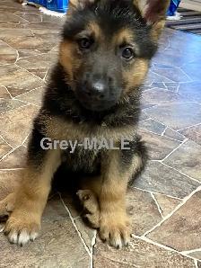 Beautiful Purebred German Shepherd Puppies for Sale! - Photo 6