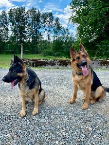 Beautiful Purebred German Shepherd Puppies for Sale! - Photo 7