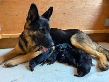 Beautiful Purebred German Shepherd Puppies for Sale! - Photo 8