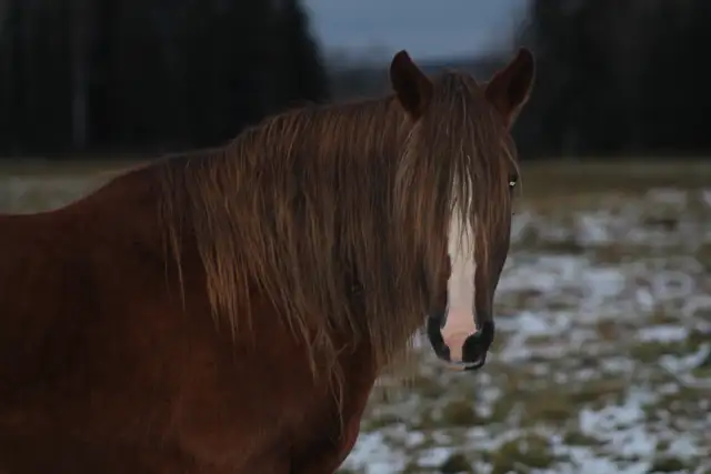 BDS Cadence - 17-year-old registered Peruvian mare