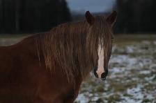 BDS Cadence - 17-year-old registered Peruvian mare