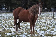 BDS Cadence - 17-year-old registered Peruvian mare - Photo 2