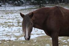 BDS Cadence - 17-year-old registered Peruvian mare - Photo 3