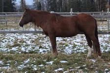 BDS Cadence - 17-year-old registered Peruvian mare - Photo 4