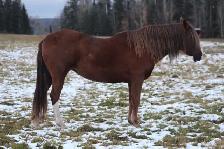BDS Cadence - 17-year-old registered Peruvian mare - Photo 5
