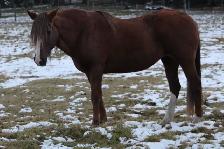 BDS Cadence - 17-year-old registered Peruvian mare - Photo 6