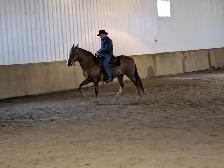 BDS Cadence - 17-year-old registered Peruvian mare - Photo 7