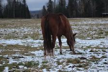 BDS Cadence - 17-year-old registered Peruvian mare - Photo 8