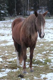 BDS Cadence - 17-year-old registered Peruvian mare - Photo 9