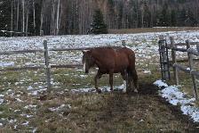 BDS Cadence - 17-year-old registered Peruvian mare - Photo 10