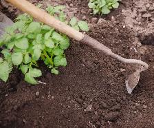 Several Cheap Hoes for sale. Cultivator & other  Lawn Tools  $5