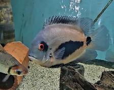 uaru cichlids 6'-8' - Photo 3