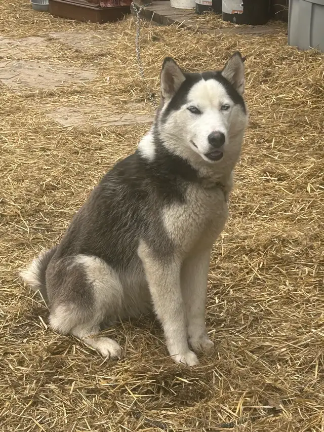 Siberian husky