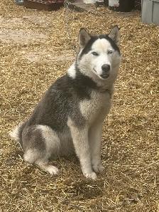 Siberian husky