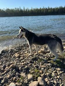 Siberian husky - Photo 2