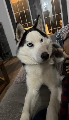 Siberian husky - Photo 3
