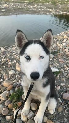 Siberian husky - Photo 4
