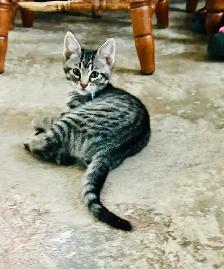 KITTENS FOR SALE