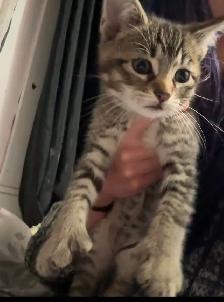 KITTENS FOR SALE - Photo 2