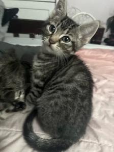 KITTENS FOR SALE - Photo 3