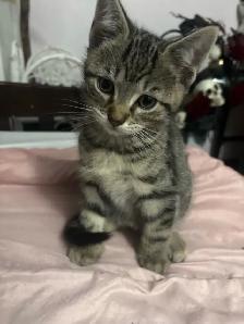 KITTENS FOR SALE - Photo 4