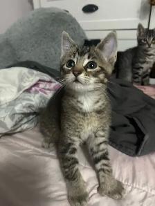 KITTENS FOR SALE - Photo 5