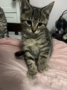 KITTENS FOR SALE - Photo 6
