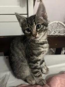 KITTENS FOR SALE - Photo 7