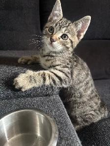 KITTENS FOR SALE - Photo 8