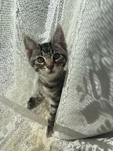 KITTENS FOR SALE - Photo 9