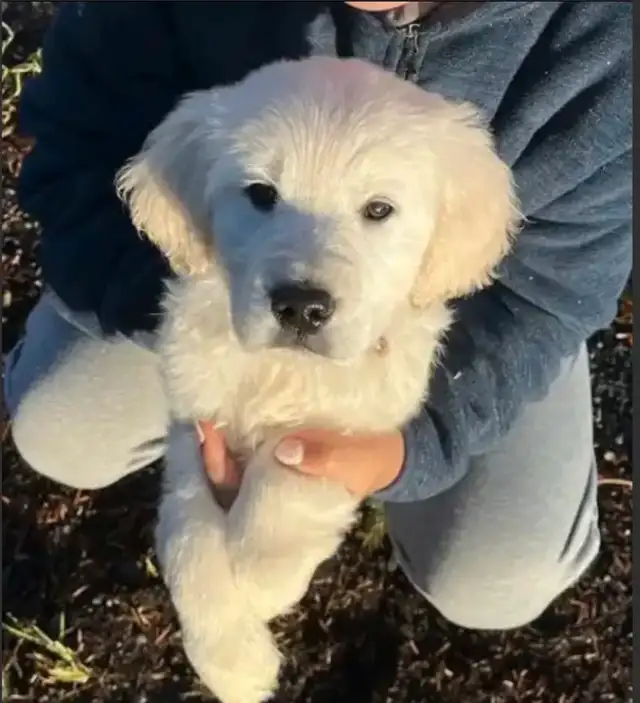 Health Tested CKC Purebred English Cream Golden Retrievers
