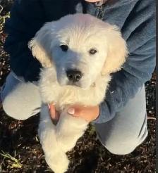 Health Tested CKC Purebred English Cream Golden Retrievers