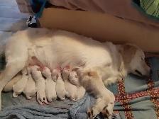 Health Tested CKC Purebred English Cream Golden Retrievers - Photo 2
