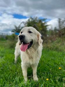 Health Tested CKC Purebred English Cream Golden Retrievers - Photo 3