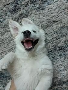 Health Tested CKC Purebred English Cream Golden Retrievers - Photo 5