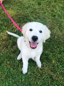 Health Tested CKC Purebred English Cream Golden Retrievers - Photo 6