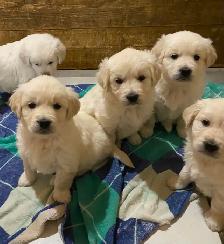 Health Tested CKC Purebred English Cream Golden Retrievers - Photo 7
