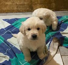 Health Tested CKC Purebred English Cream Golden Retrievers - Photo 8