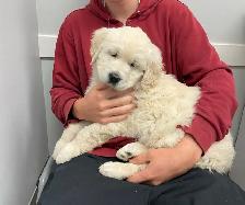 Health Tested CKC Purebred English Cream Golden Retrievers - Photo 9