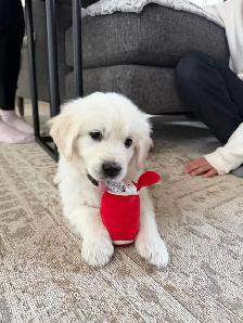 Health Tested CKC Purebred English Cream Golden Retrievers - Photo 10