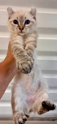 chaton Highland lynx a vendre