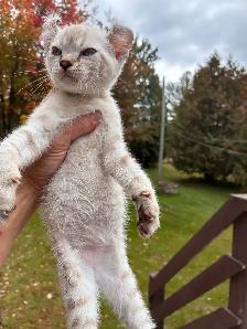 chaton Highland lynx a vendre - Photo 2