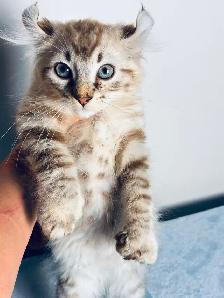 chaton Highland lynx a vendre - Photo 4
