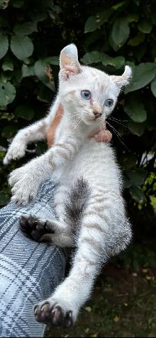 chaton Highland lynx a vendre - Photo 5