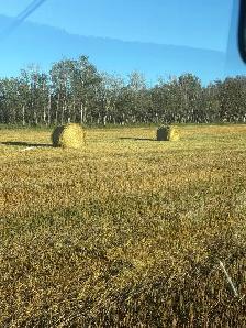 oat greenfeed