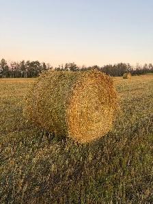 oat greenfeed - Photo 2