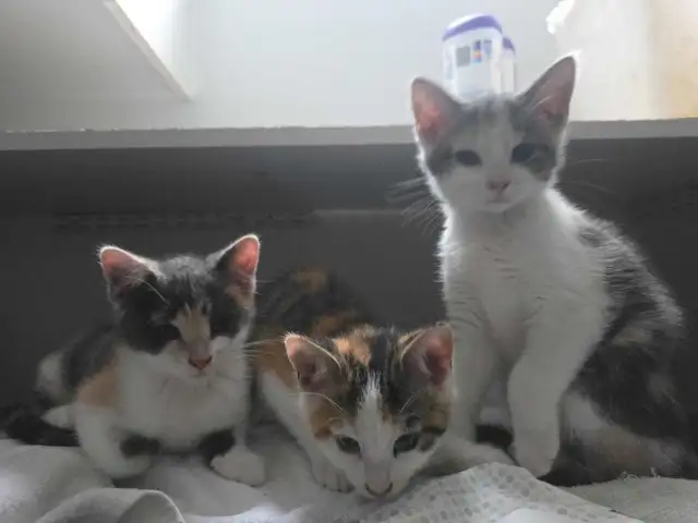 Chatons Calico Mix à vendre