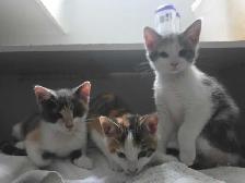 Chatons Calico Mix à vendre